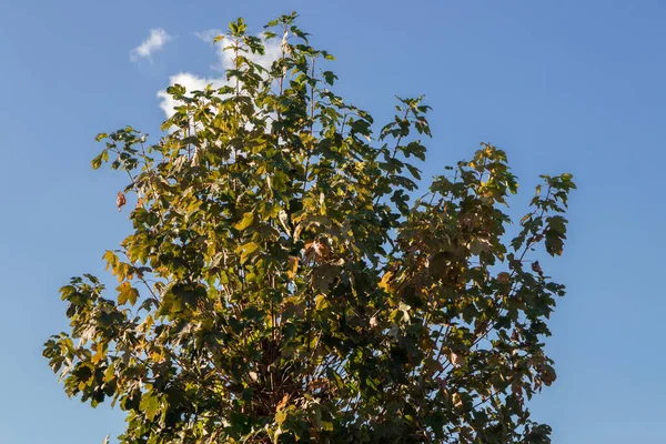 Bomen Een Park Spanje — Stockfoto