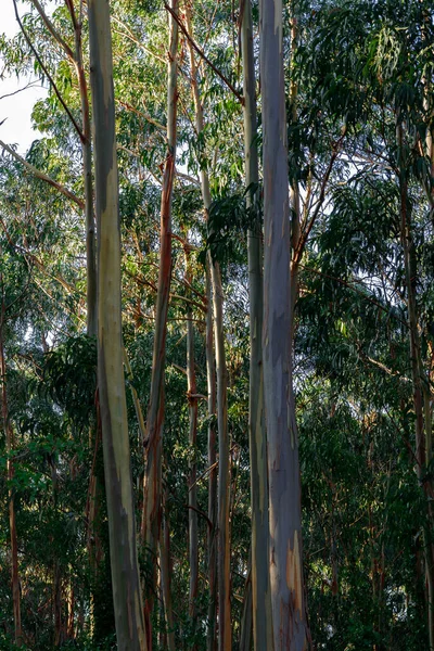 Cualquier Árbol Parque España — Foto de Stock