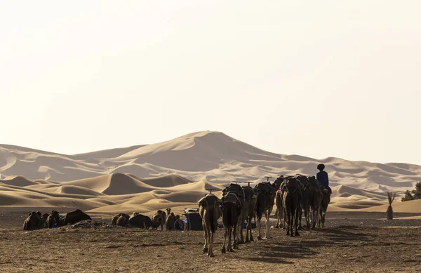 Dromedary Domowe Pustyni Maroko Zachodzie Słońca — Zdjęcie stockowe