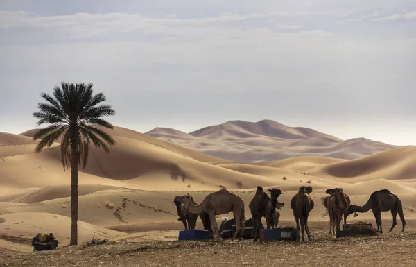 Dromedário Doméstico Deserto Morocco Pôr Sol — Fotografia de Stock