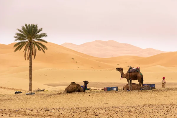 Dromedary Domowe Pustyni Maroko Zachodzie Słońca — Zdjęcie stockowe