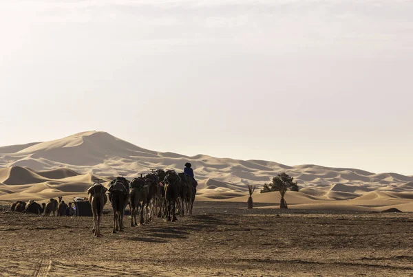 Dromedario Domestico Nel Deserto Morocco Tramonto — Foto Stock
