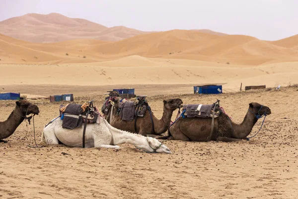 Fas Çölde Günbatımında Evcil Dromedary — Stok fotoğraf