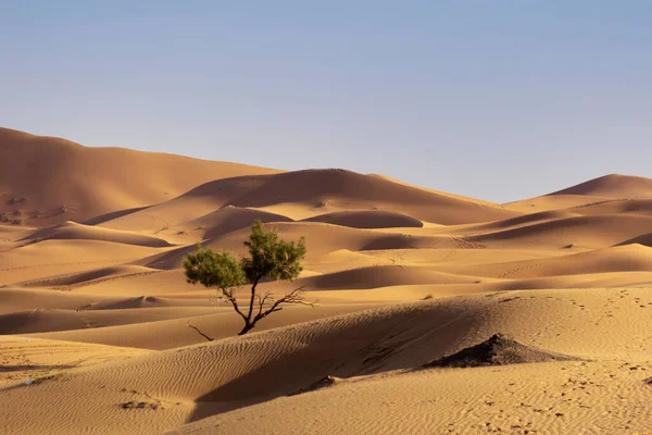 Sahara Çölünde Gün Batımında Manzara — Stok fotoğraf