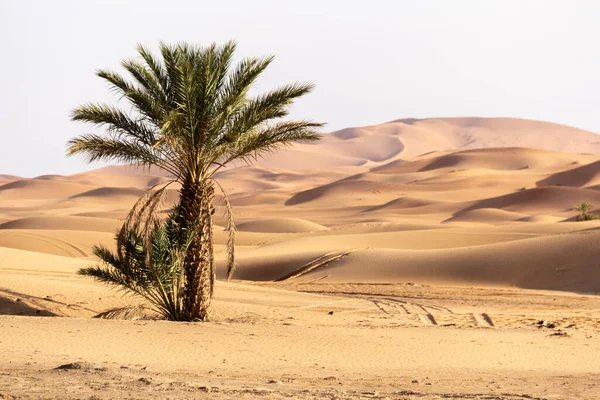 Paisaje Atardecer Desierto Del Sahara — Foto de Stock