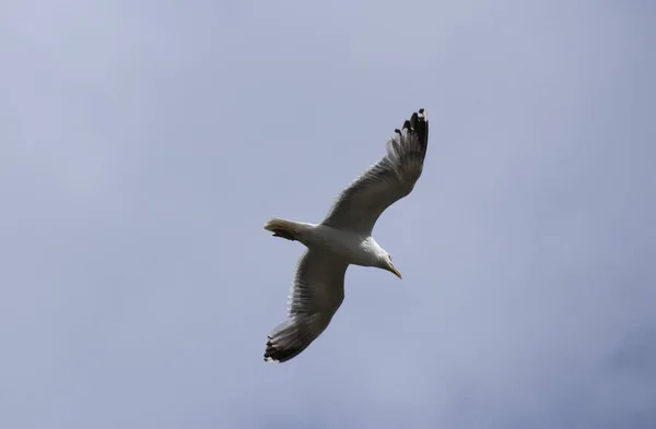 Mås Som Flyger Skyn — Stockfoto