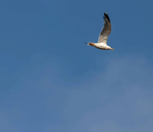 Mås Som Flyger Skyn — Stockfoto