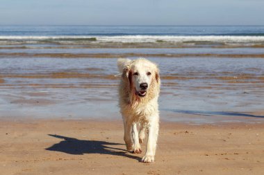 Güzel Golden Retriever plajda