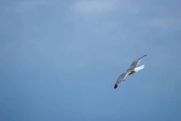 Mås Som Flyger Över Havet — Stockfoto