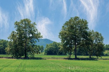 İspanya 'daki Costa Bravo' da pirinç tarlası.