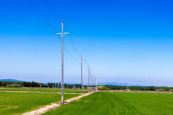 Paddy Rice Costa Brava Spain — Stock Photo, Image