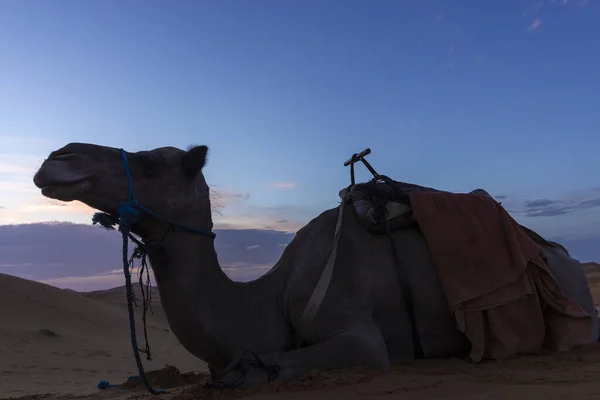 dormedary in the moroccan sahara