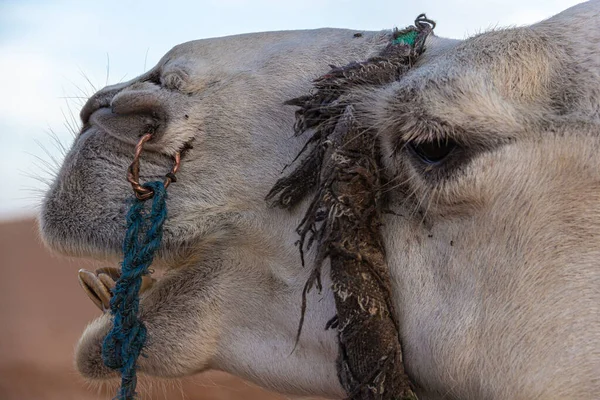 Dormedario Nel Sahara Marocchino — Foto Stock