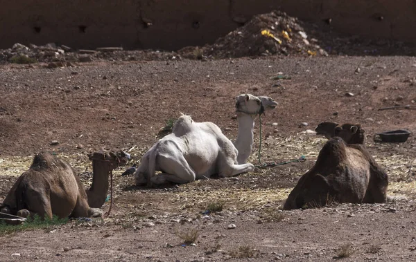 Dortoir Dans Sahara Marocain — Photo