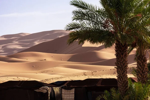 Oasis Camp Sahara Desert — Stock Photo, Image