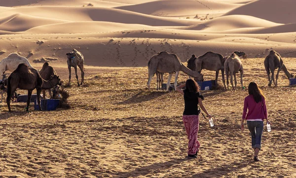 Obóz Oazy Pustyni Sahara — Zdjęcie stockowe