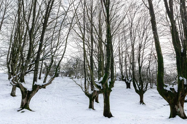 Paysage Enneigé Pays Basque — Photo