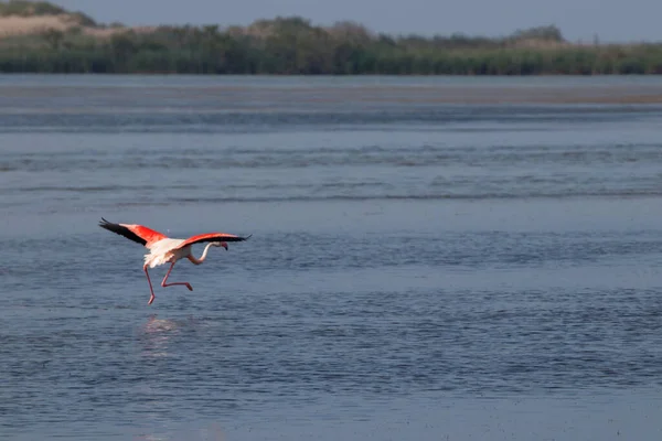 Flamingo Apă Spania — Fotografie, imagine de stoc