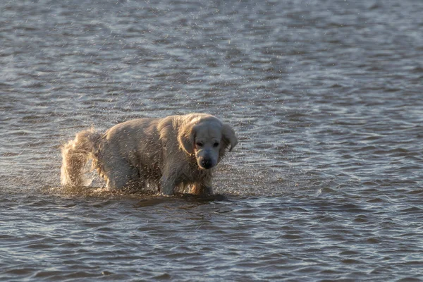 Golden Retriever Brincando Água — Fotografia de Stock