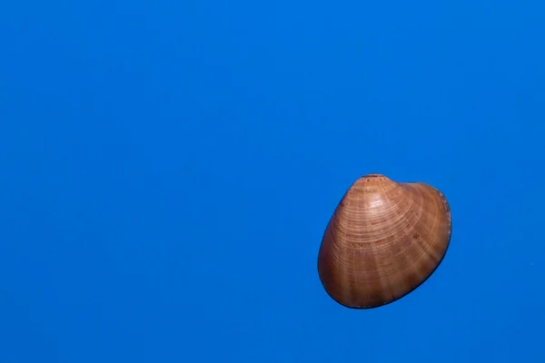 Sea Shells Blue Background — Stock Photo, Image