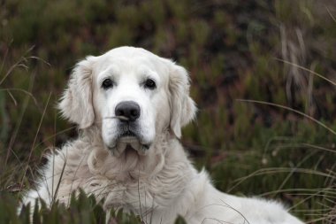 Golden Retriever 'ın beyaz köpeği Laredo sahilinde ürer.