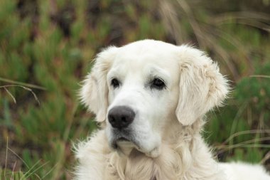 Golden Retriever 'ın beyaz köpeği Laredo sahilinde ürer.