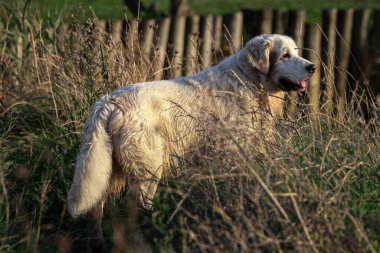 Golden Retriever 'ın beyaz köpeği Laredo sahilinde ürer.