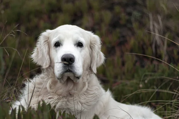 Golden Retriever 'ın beyaz köpeği Laredo sahilinde ürer.