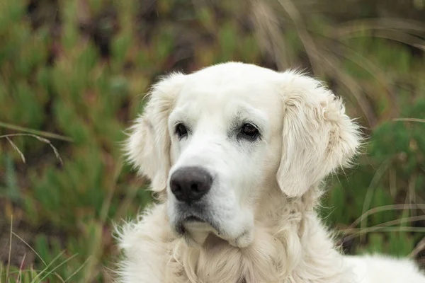 Perro Blanco Raza Golden Retriever Playa Laredo — Foto de Stock