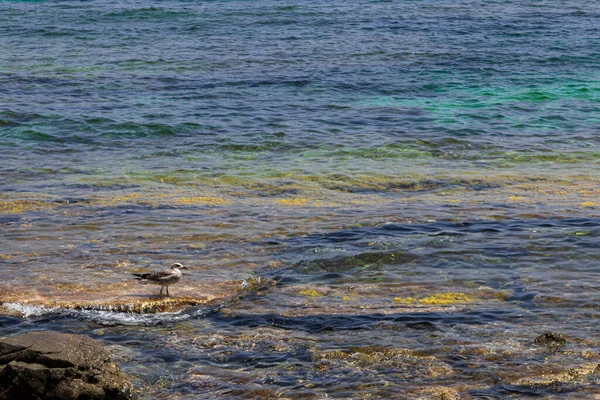 Crique Eau Turquoise Sur Costa Brava Giron Une Belle Journée — Photo