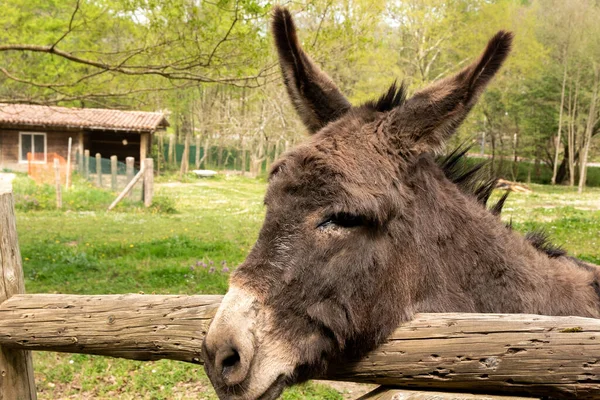 Nice Donkey Looking Camera Green Field — Stock Photo, Image