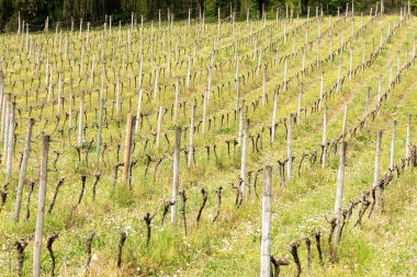 Vineyard un Vizcaya, İspanya 'nın kuzeyi