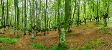 Kuzey İspanya 'daki Urkiola Dağı' ndaki bereketli kayın ormanları.