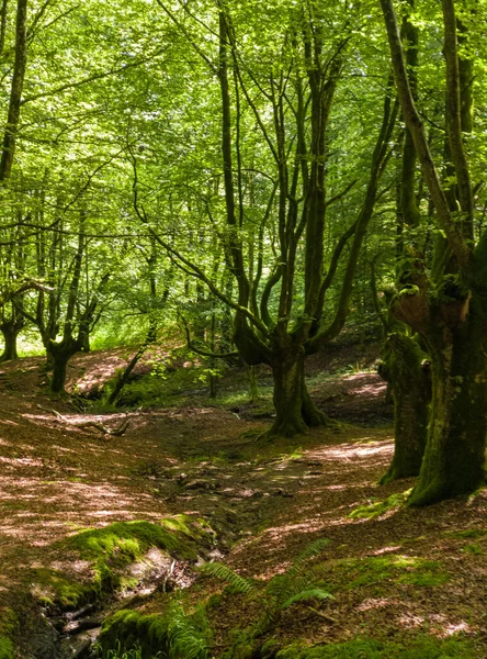 Kuzey Spanya Daki Urkiola Dağı Ndaki Bereketli Kayın Ormanları — Stok fotoğraf