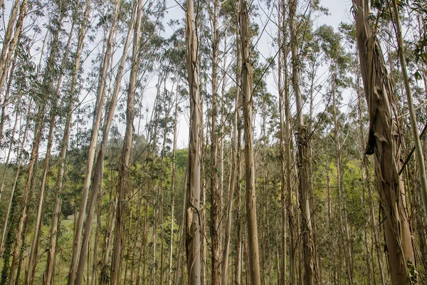 Kuzey Spanya Bir Ormanda Çam Ağaçları — Stok fotoğraf
