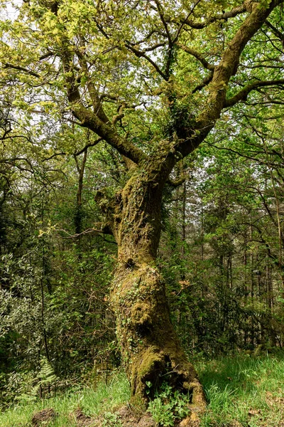 Pinos Bosque Norte España — Foto de Stock