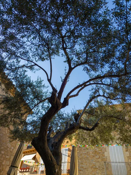 Olijfboom Het Dorpsplein Van Begur Aan Costa Brava — Stockfoto