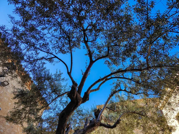 olive tree in the town square of begur on the costa brava