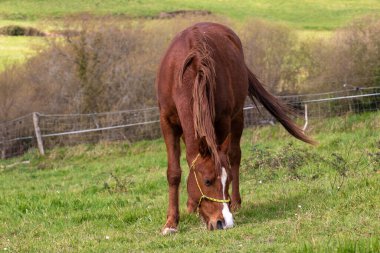 Bask bölgesindeki yeşil bir arazide kahverengi at otluyor.