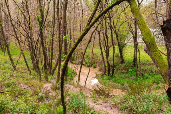 Córrego Uma Floresta País Basco — Fotografia de Stock