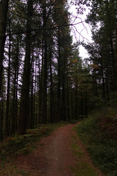 Route Forestière Travers Une Forêt Dans Province Vizcaya Espagne Nord — Photo