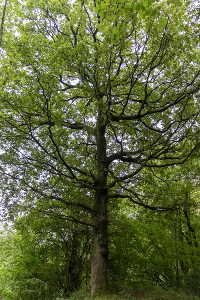 Gran Árbol Frondoso Bosque Del País Vasco — Foto de Stock