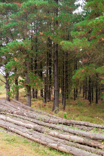 Cut Logs Bush Green Grass — Stock Photo, Image