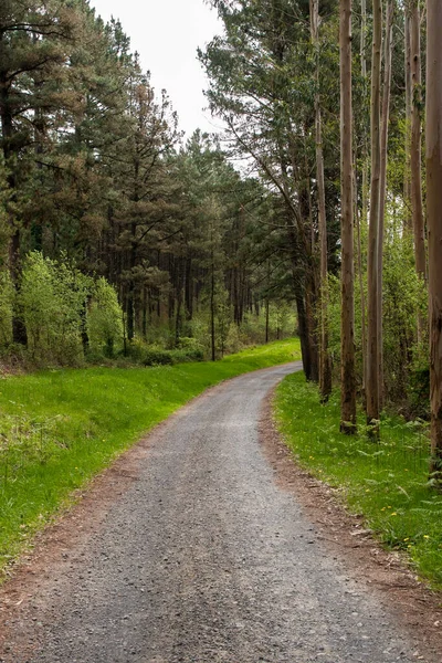 Estrada Florestal Entre Pinheiros Província Vizcaya Norte Espanha — Fotografia de Stock