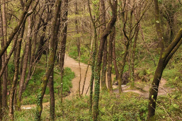 Stream Forest Basque Country — Stock Photo, Image