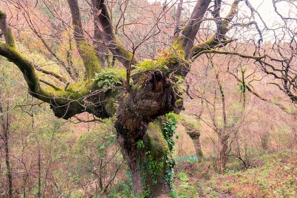 Haya Otoño Bosque Del País Vasco — Foto de Stock