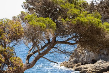 Bir yaz günü Costa Bravo 'da, sakin bir denizin ortasında yapayalnız bir ağaç.