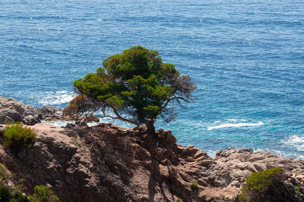 Árvore Solitária Costa Brava Dia Verão Meio Tarde Com Mar — Fotografia de Stock