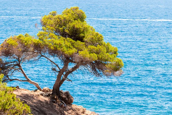 Bir yaz günü Costa Bravo 'da, sakin bir denizin ortasında yapayalnız bir ağaç.