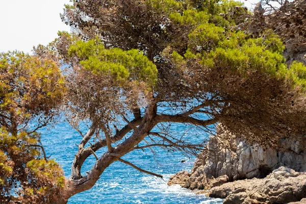 Árvore Solitária Costa Brava Dia Verão Meio Tarde Com Mar — Fotografia de Stock